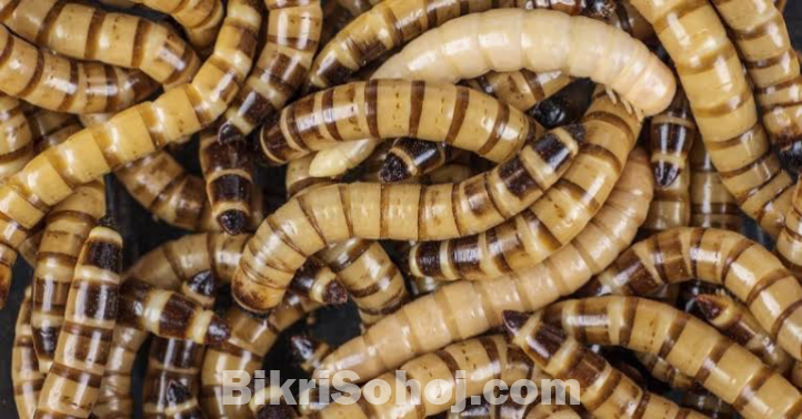 বিটল পোকা superworm